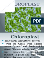 293091167 Chapter 5 Chloroplast
