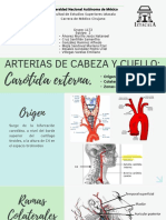 Arterias de Cabeza y Cuello Carótida Ext
