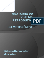 Anatomia Do Sistema Reprodutor Gametogénese