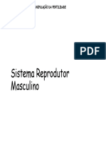 Morfofisiologia do Sistema Reprodutor masculino