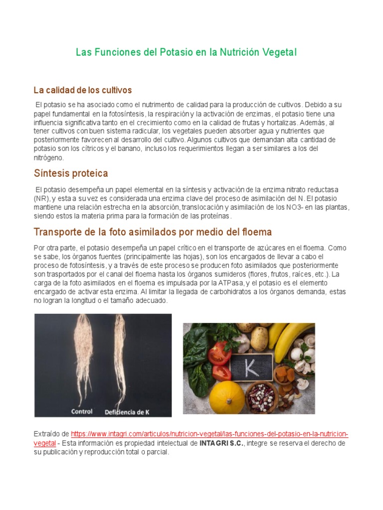 Funciones del Potasio en Cultivos | PDF