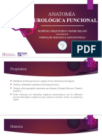 Anatomía neurológica funcional: estructuras y procesos del sistema nervioso central