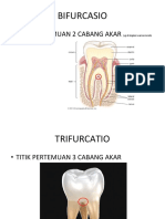 Dental Morfologi - Terminologi Gigi