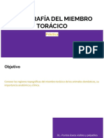 DP - Topografía Del Miembro Torácico