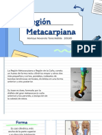 Región Metacarpiana.