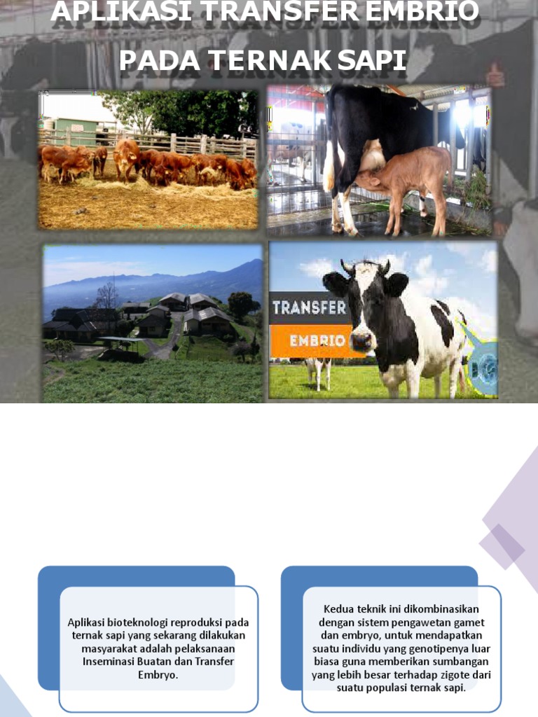 Aplikasi Transfer Embrio pada Sapi | PDF | Teknologi & Rekayasa