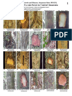 795 Brazil-Tree Stems of Amazonas State
