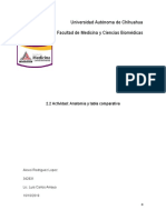 2.2. - Actividad Anatomía y Tabla Comparativa