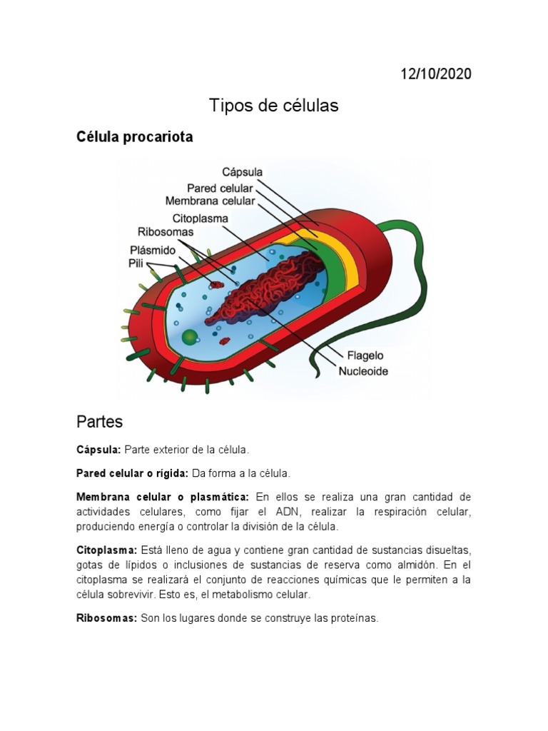 Maqueta de Células Eucariotas y Procariotas | PDF | Biología Celular ...