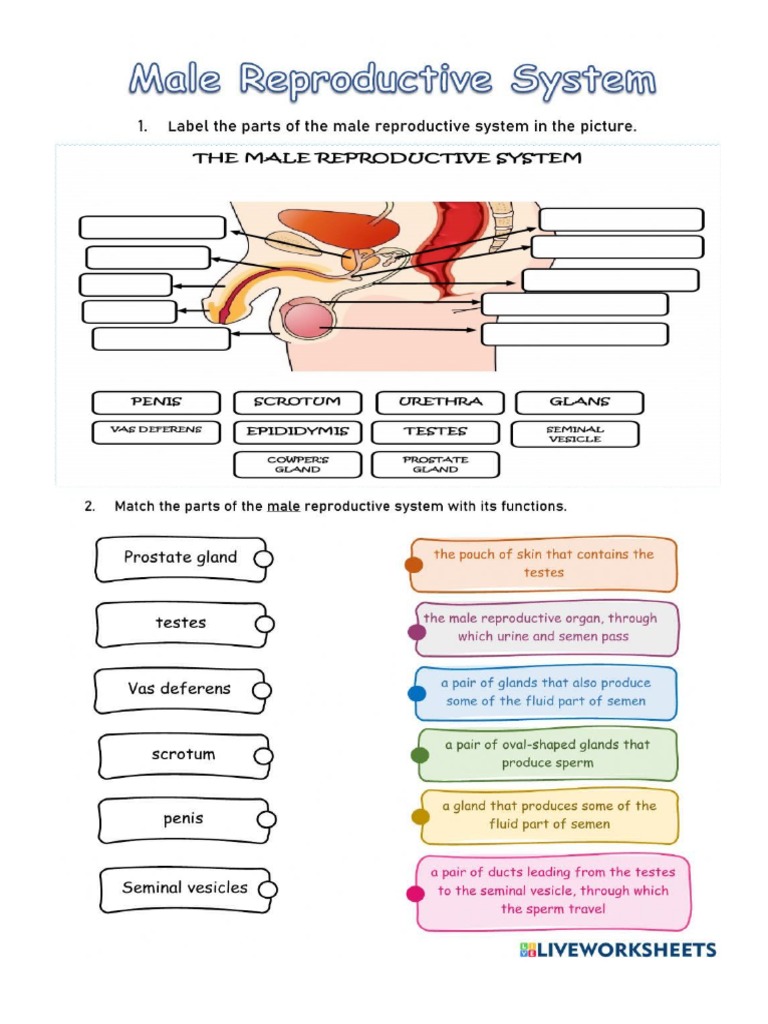 Male Reproductive System Worksheet PDF
