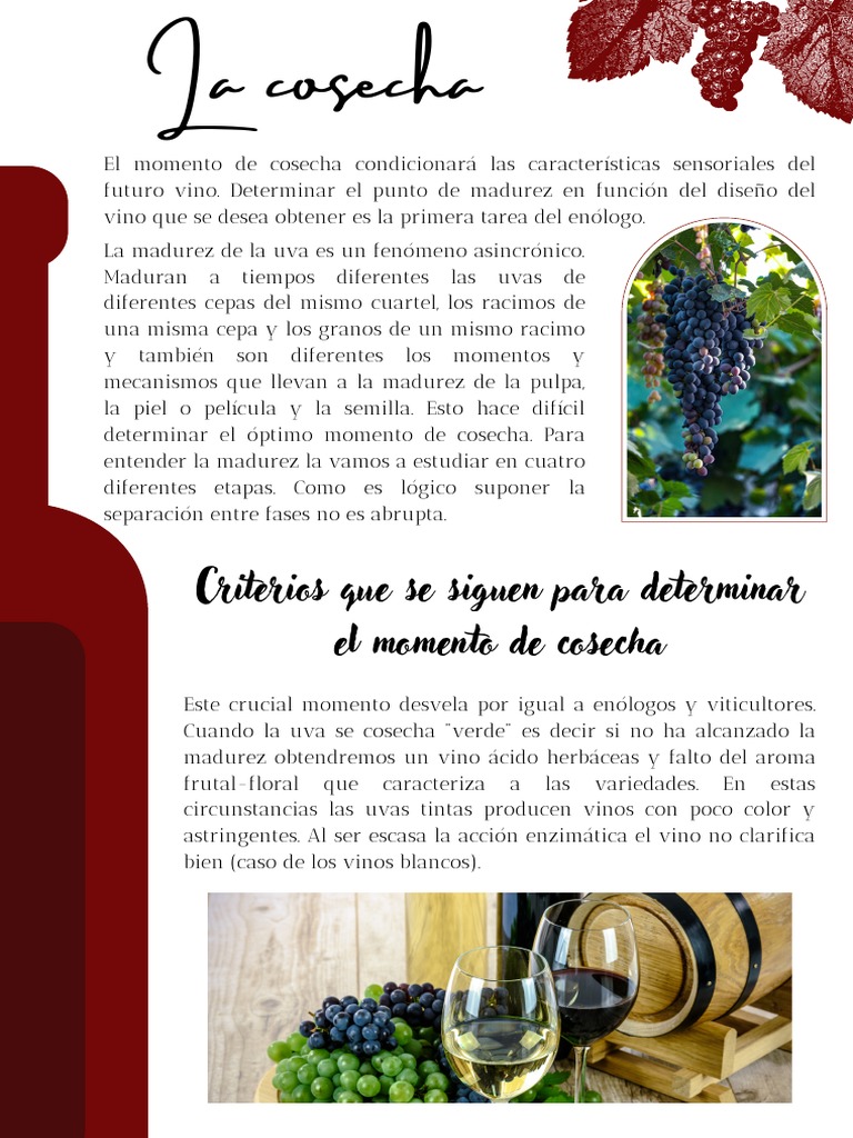 la-cosecha-pdf-vino-uva