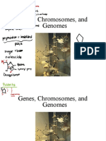 Genes, Chromosomes and Replication New