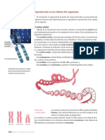 Ciclo Celular, Mitosis y Meiosis