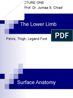 The Lower Limb