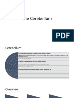 The Cerebellum: Structure and Function