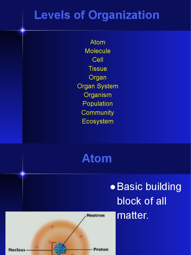 Levels of Organization PDF