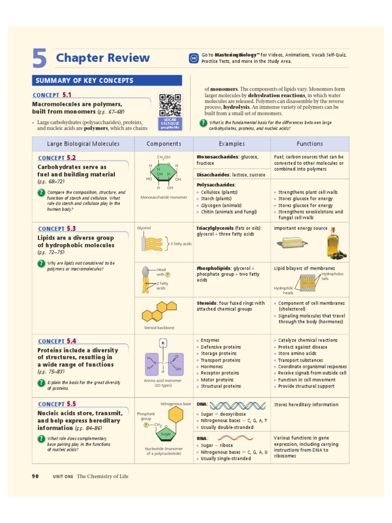 (Template) Macromolecule Complete Chart | PDF | Polysaccharide ...