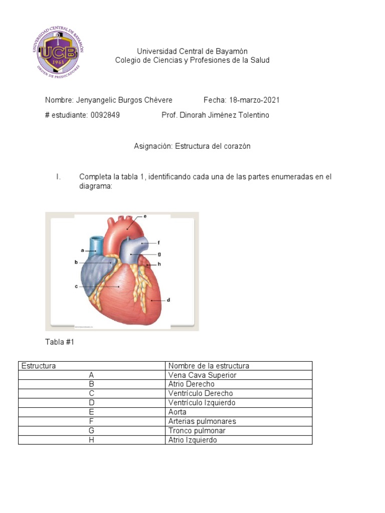 Estructura Del Corazon Pdf