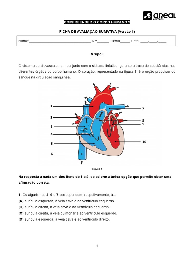 Avaliação do Sistema Cardiovascular | PDF | Coração | Sistema circulatório