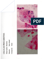 Observaciones Microscopicas 