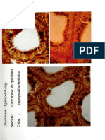 Observaciones Microscopicas II