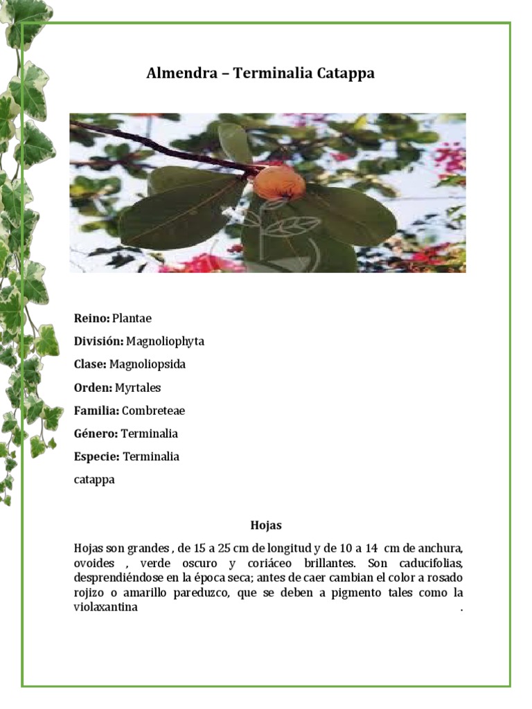 Características y Usos de Terminalia Catappa | PDF