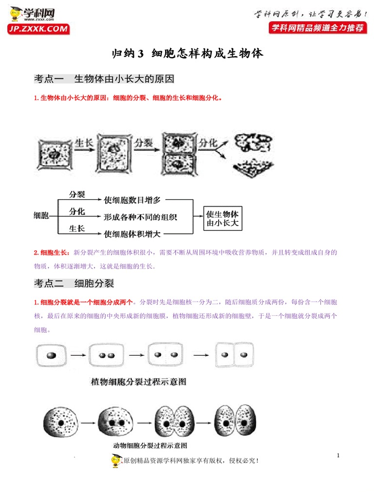 归纳3+细胞怎样构成生物体【必背知识】2021 2022学年七年级生物上册知识点归纳（人教版） | PDF, image size:768x1024