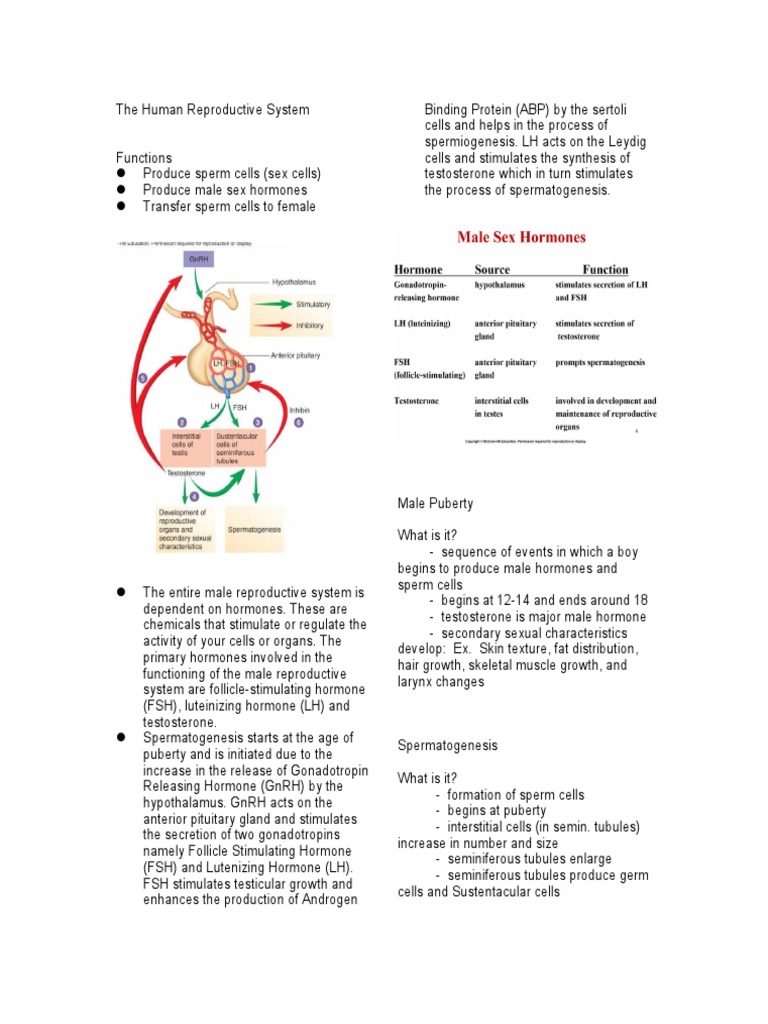Hormonal Regulation of Male Reproduction | PDF | Luteinizing Hormone ...