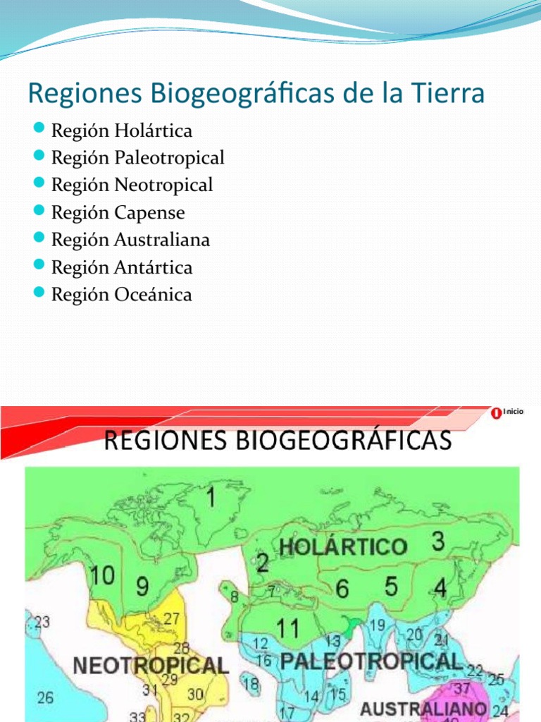 Regiones Biogeograficas | Descargar gratis PDF | Andes | Entorno natural