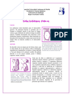 Ficha Histologica Pulmon