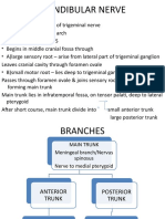 Mandibular Nerve