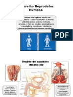 Aula 10 Aparelhos Reprodutores