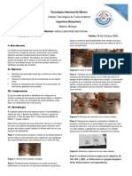 Mitosis: identificación de fases