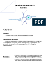 Clase 5. Sinapsis