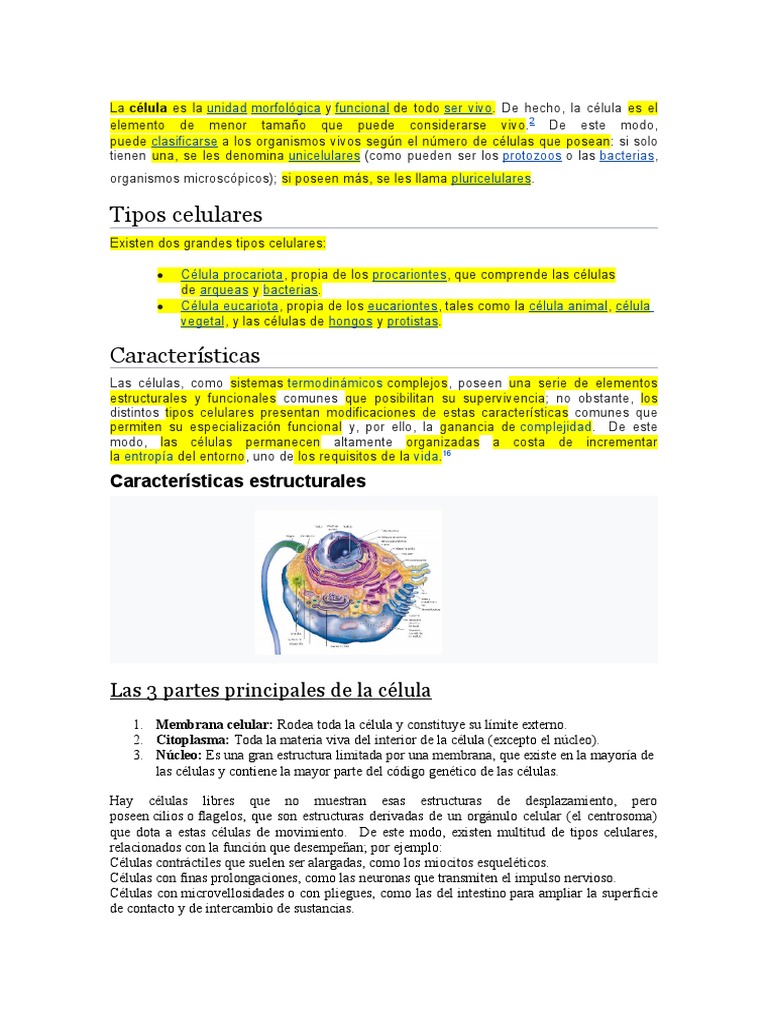 Características de Células Eucariotas | PDF | Biología Celular ...