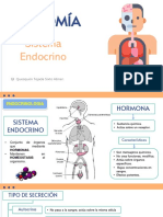 Sistema endocrino: Hormonas y glándulas clave