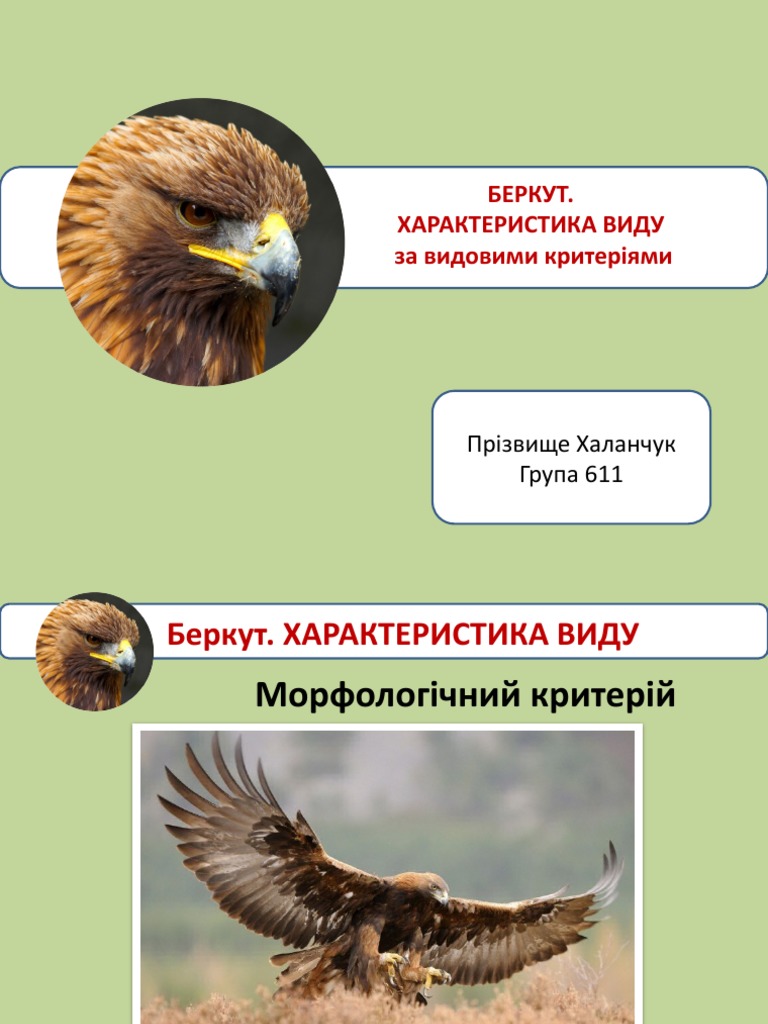 БЕРКУТ | PDF