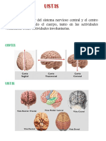 Guia Neuro