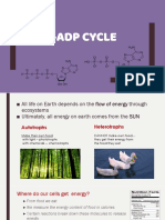 ADP ATP Cycle