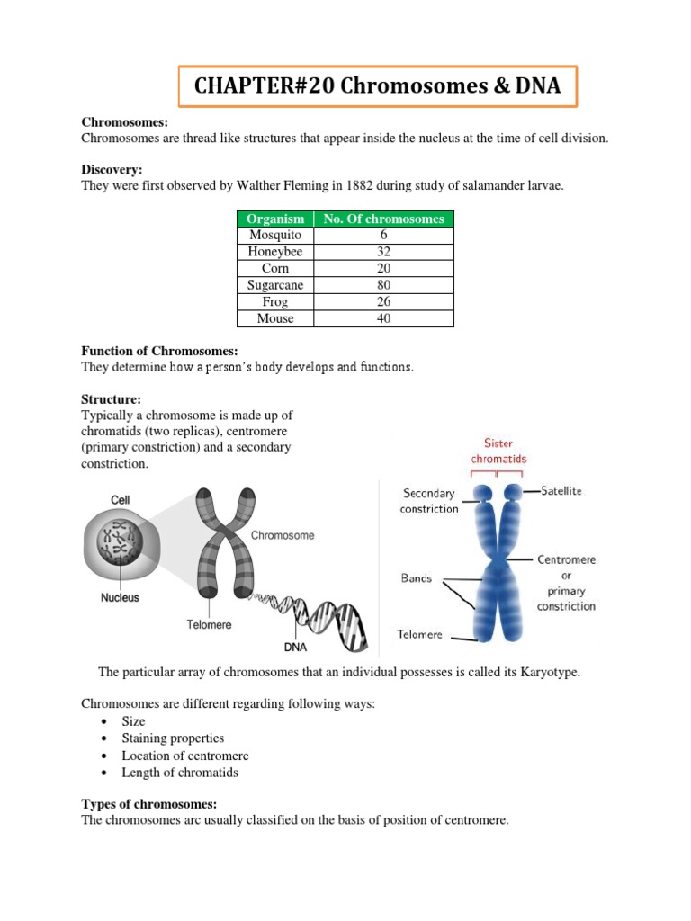 Chromosome Structure and Function Explained | PDF | Dna Replication ...