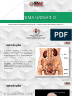 Sistema Urinário: Anatomia e Funções