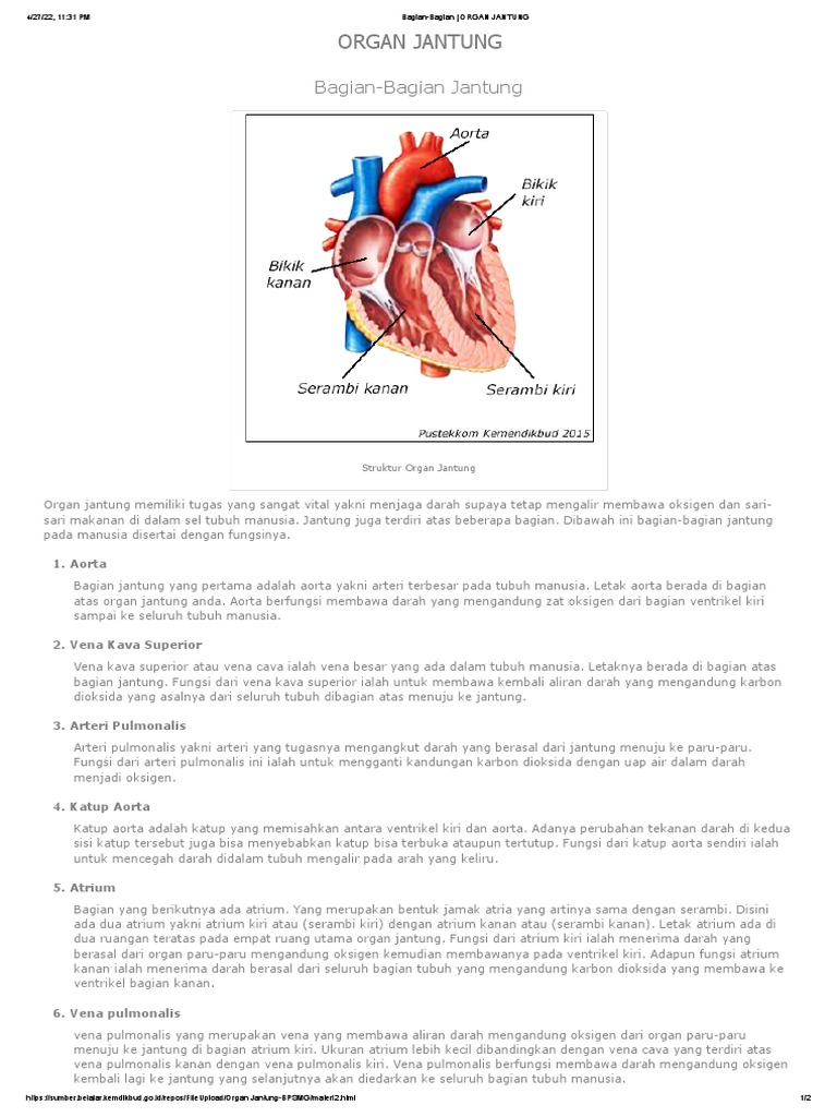 Bagian-Bagian - ORGAN JANTUNG | PDF