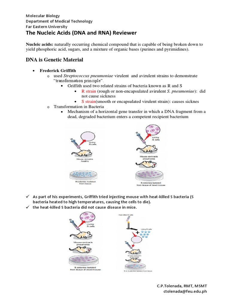 Week 2 The Nucleic Acids DNA and RNA Reviewer PDF Dna Plasmid