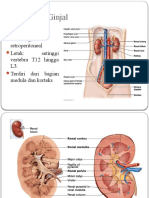 Anatomi Ginjal