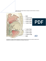 Anatomy, Evolution, and Fractures of the Frontal Sinus