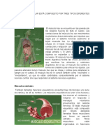 Sistema Muscular