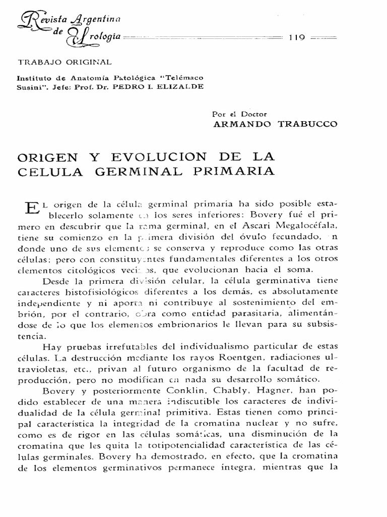 Celula Germinal Primaria PDF Nucleo celular Biología Celular)