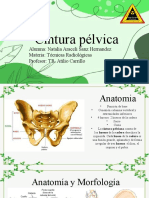 Cintura Pelvica