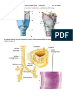 P 23 Vías Respiratorias Bajas y Pulmones