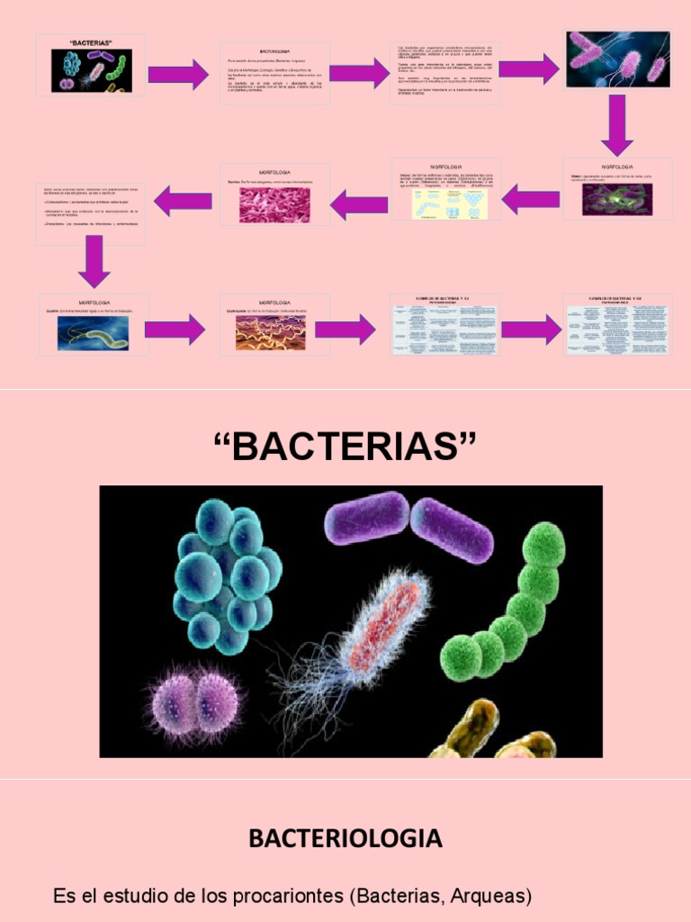 Bacterias 1 | PDF